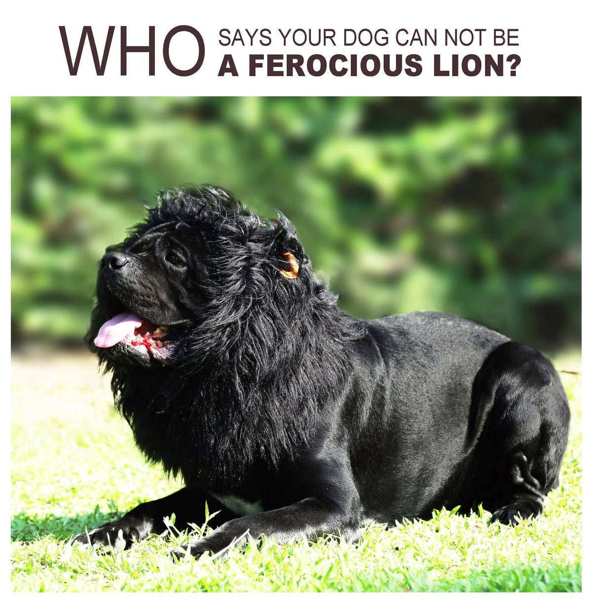 Lion Mane Wig for Dogs, Funny Pet Halloween Costumes, Furry Dog Clothing Accessories (Size L, Black)